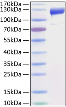 Recombinant Human VEGFR-1/FLT-1 Protein was determined by SDS-PAGE under reducing conditions with Coomassie Blue.