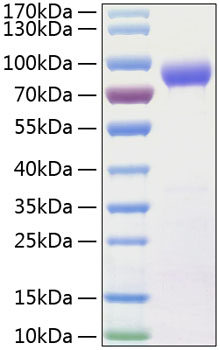 Recombinant Human IL-15RA/CD215 Protein was determined by SDS-PAGE under reducing conditions with Coomassie Blue.