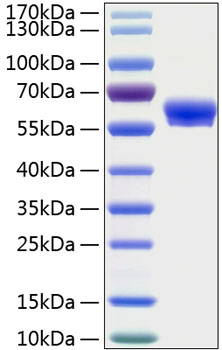 Recombinant Human Layilin/LAYN Protein was determined by SDS-PAGE under reducing conditions with Coomassie Blue.