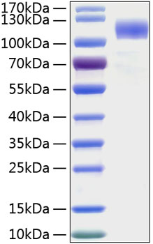Recombinant Human Siglec-5/CD170 Protein was determined by SDS-PAGE under reducing conditions with Coomassie Blue.