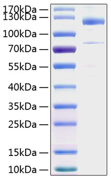 Recombinant Human Thrombospondin-1/THBS1 Protein was determined by SDS-PAGE under reducing conditions with Coomassie Blue.