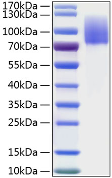 Recombinant Human MERTK Protein was determined by SDS-PAGE under reducing conditions with Coomassie Blue.