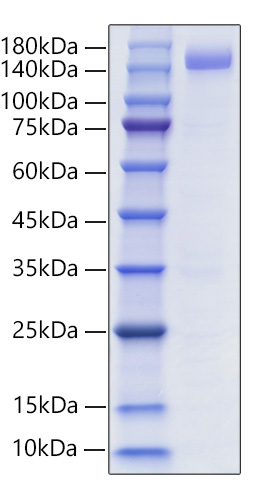 Recombinant Human Siglec-2/CD22 Protein was determined by SDS-PAGE under reducing conditions with Coomassie Blue.