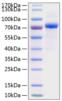 Recombinant Human Serpin D1/Heparin cofactor 2 Protein was determined by SDS-PAGE under reducing conditions with Coomassie Blue.