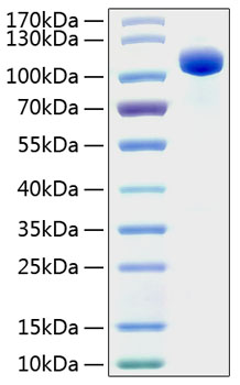 Recombinant Human EphB4/HTK Protein was determined by SDS-PAGE under reducing conditions with Coomassie Blue.