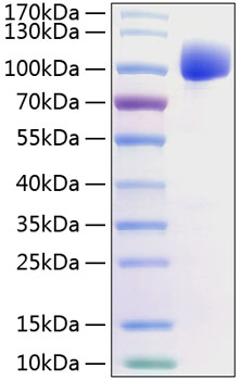 Recombinant Human FGFR-2 alpha (IIIc)/KGFR/CD332 Protein was determined by SDS-PAGE under reducing conditions with Coomassie Blue.