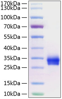 Recombinant Human TNFRSF5/CD40 Protein was determined by SDS-PAGE under reducing conditions with Coomassie Blue.