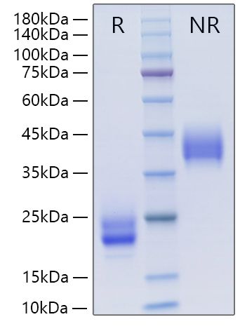 Recombinant Mouse CSF-1/M-CSF Protein was determined by SDS-PAGE under reducing (R) and non-reducing (NR) conditions.