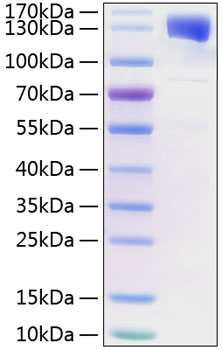 Recombinant Human IL-6RB/gp130/CD130 Protein was determined by SDS-PAGE under reducing conditions with Coomassie Blue.