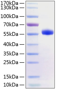 Recombinant Human TNFRSF5/CD40 Protein was determined by SDS-PAGE under reducing conditions with Coomassie Blue.