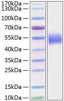 Recombinant Human Nectin-1/PVRL1/CD111 Protein was determined by SDS-PAGE under reducing conditions with Coomassie Blue.