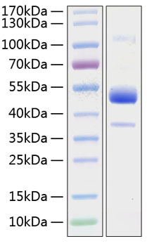 Recombinant Human BMPR-1B/ALK-6/CDw293 Protein was determined by SDS-PAGE under reducing conditions with Coomassie Blue.