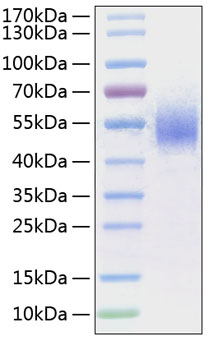 Recombinant Human Fc gamma RI/FCGR1/CD64 Protein was determined by SDS-PAGE under reducing conditions with Coomassie Blue.