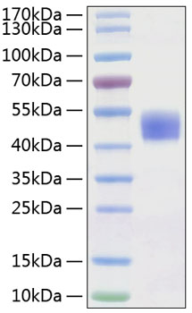 Recombinant Human CD24 Protein was determined by SDS-PAGE under reducing conditions with Coomassie Blue.