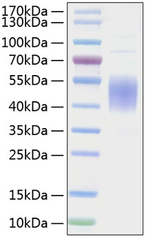 Recombinant Mouse B7-1/CD80 Protein was determined by SDS-PAGE under reducing conditions with Coomassie Blue.