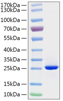 Recombinant Human FGF-19 Protein was determined by SDS-PAGE under reducing conditions with Coomassie Blue.