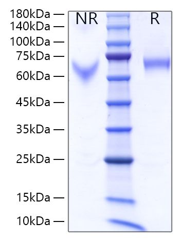 Recombinant Human IL-12/IL-12A&IL-12B Protein was determined by SDS-PAGE under reducing conditions with Coomassie Blue.