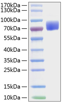 Recombinant Mouse B7-1/CD80 Protein was determined by SDS-PAGE under reducing conditions with Coomassie Blue.