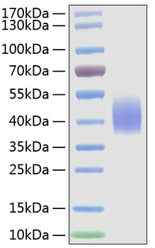 Recombinant Mouse B7-2/CD86 Protein was determined by SDS-PAGE under reducing conditions with Coomassie Blue.