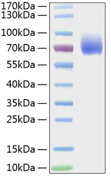 Recombinant Mouse B7-2/CD86 Protein was determined by SDS-PAGE under reducing conditions with Coomassie Blue.