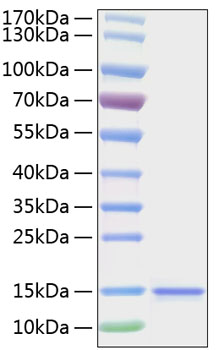 Recombinant Human IL-15 Protein was determined by SDS-PAGE under reducing conditions with Coomassie Blue.