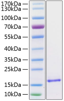 Recombinant Human/Mouse/Rat BDNF Protein was determined by SDS-PAGE under reducing conditions with Coomassie Blue.