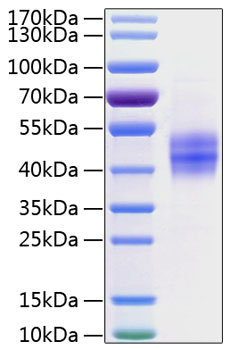 Recombinant Human Follistatin/Follistatin 315/FST Protein was determined by SDS-PAGE under reducing conditions with Coomassie Blue.