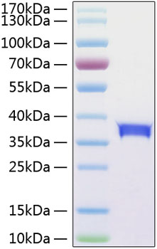 Recombinant Human Siglec-15/CD33L3 Protein was determined by SDS-PAGE under reducing conditions with Coomassie Blue.