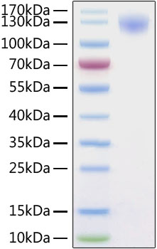 Recombinant SARS-CoV-2 Spike S1 Protein was determined by SDS-PAGE under reducing conditions with Coomassie Blue.