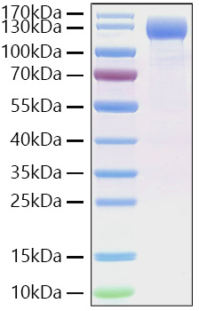 Recombinant SARS-CoV-2 Spike S1(D614G) Protein was determined by SDS-PAGE under reducing conditions with Coomassie Blue.