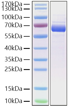 Recombinant Cynomolgus Siglec-15/CD33L3 Protein was determined by SDS-PAGE under reducing conditions with Coomassie Blue.
