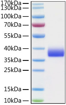 Recombinant Cynomolgus Siglec-15/CD33L3 Protein was determined by SDS-PAGE under reducing conditions with Coomassie Blue.
