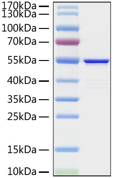 Recombinant MERS-CoV Nucleocapsid Protein was determined by SDS-PAGE under reducing conditions with Coomassie Blue.