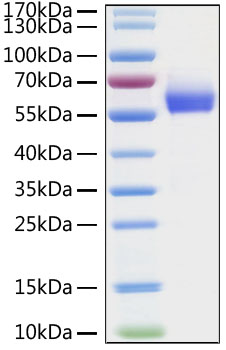 Recombinant HCoV-OC43 Hemagglutinin esterase/HE Protein was determined by SDS-PAGE under reducing conditions with Coomassie Blue.
