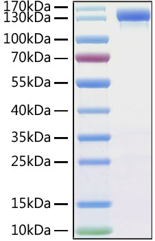 Recombinant MERS-CoV Spike S1 Protein was determined by SDS-PAGE under reducing conditions with Coomassie Blue.