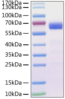 Recombinant MERS-CoV Spike RBD Protein was determined by SDS-PAGE under reducing conditions with Coomassie Blue.