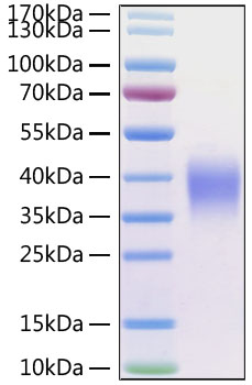 Recombinant Human CD47 Protein was determined by SDS-PAGE under reducing conditions with Coomassie Blue.