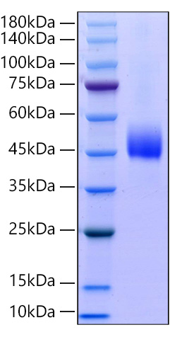 Recombinant Human CD19 Protein was determined by SDS-PAGE under reducing conditions with Coomassie Blue.
