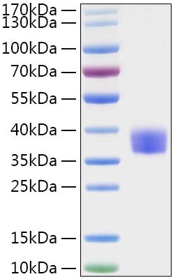 Recombinant MERS-CoV Spike RBD Protein was determined by SDS-PAGE under reducing conditions with Coomassie Blue.