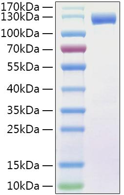 Recombinant Human FLT-3/FLK-2/CD135 Protein was determined by SDS-PAGE under reducing conditions with Coomassie Blue.