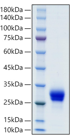Recombinant Rat VEGF-A/VEGF164 Protein was determined by SDS-PAGE under reducing conditions with Coomassie Blue.