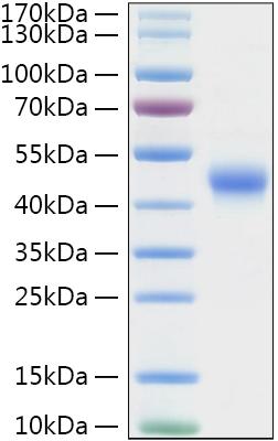 Recombinant Mouse TNFRSF4/OX40/CD134 Protein was determined by SDS-PAGE under reducing conditions with Coomassie Blue.