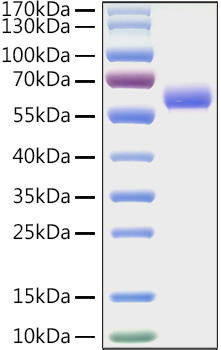 Recombinant Mouse LAG-3/CD223 Protein was determined by SDS-PAGE under reducing conditions with Coomassie Blue.