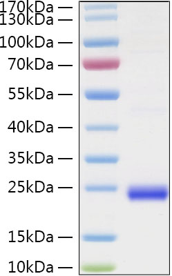 Recombinant Human TNFSF14/LIGHT/HVEM-L/CD258 Protein was determined by SDS-PAGE under reducing conditions with Coomassie Blue.