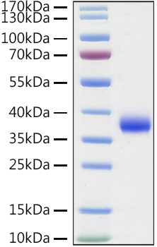 Recombinant SARS-COV-2 Spike RBD(L452R,E484Q) Protein was determined by SDS-PAGE under reducing conditions with Coomassie Blue.