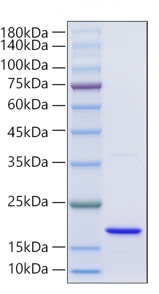 Recombinant Mouse FGF-2/bFGF Protein was determined by SDS-PAGE under reducing conditions with Coomassie Blue.