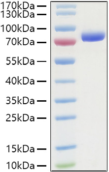 Recombinant Human Nectin-2/PVRL2/CD112 Protein was determined by SDS-PAGE under reducing conditions with Coomassie Blue.