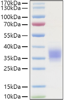 Recombinant Human TNFRSF1A/TNF-R1/CD120a Protein was determined by SDS-PAGE under reducing conditions with Coomassie Blue.