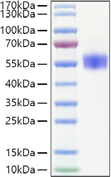 Recombinant Human SIRP-beta 1/CD172b Protein was determined by SDS-PAGE under reducing conditions with Coomassie Blue.