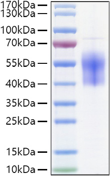 Recombinant Human B7-H6/NCR3LG1 Protein was determined by SDS-PAGE under reducing conditions with Coomassie Blue.